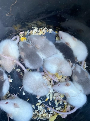 Ratten jungen abzugeben