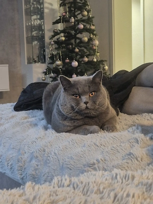   Liebevolle BKH-Kitten suchen ein schönes Zuhause  