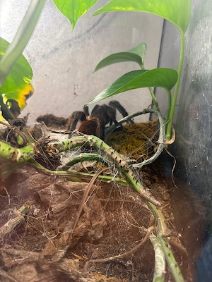 tliltocatl vagans 0.1