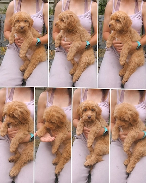 Maltipoo 15 Wochen alt 