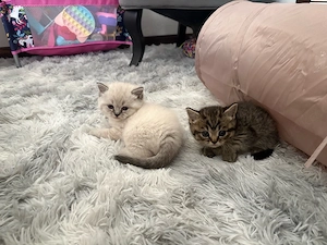 Britischkurzhaar langhaar Kitten 