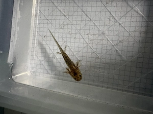 Axolotl Jungtiere, Abgabe ab 8-10cm