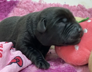Labrador Welpen mit Stammbaum 