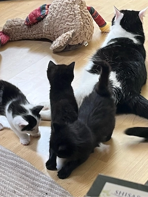 Perser Mix Kitten katzenkinder kätzchen