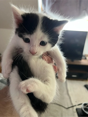 kitten Katzenkinder Katzenbabys