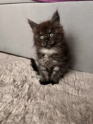 Reinrassige Maine Coon Mädels