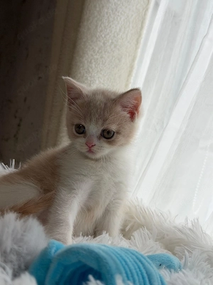 Bkh Kitten Mit Stammbaum 