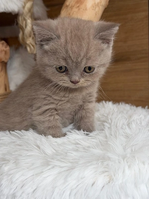 Bkh Kitten Mit Stammbaum 