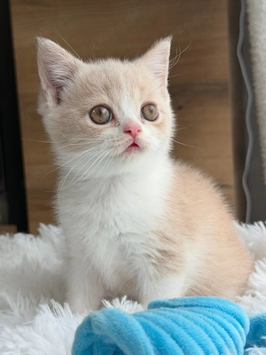 Bkh Kitten Mit Stammbaum 