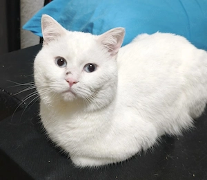 Katze zur Adoption