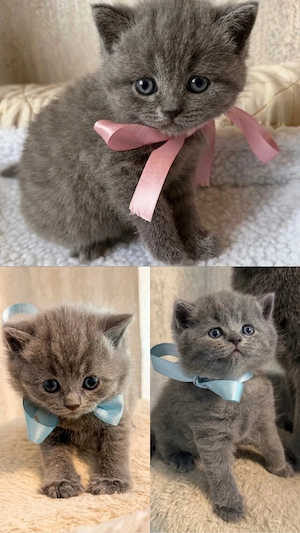 BKH kitten 
