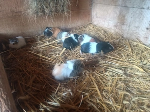 hübsche Meerschweinchen Mädels abzugeben!