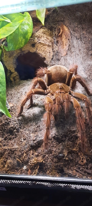 Theraphosa blondi 0.1