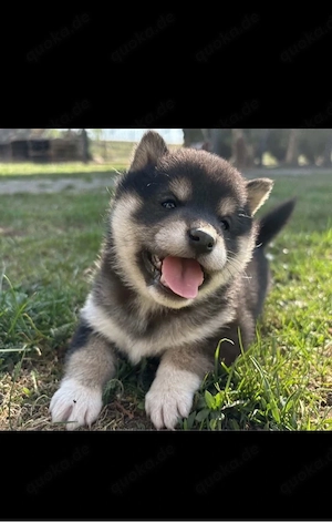 Shiba Inu Welpen