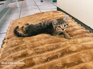 Tiger Kater Katzenbabys 