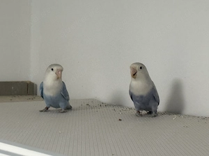 Agaponidenpärchen abzugeben