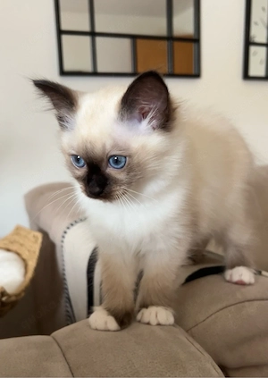 reinrassige Heilige Birma Kater