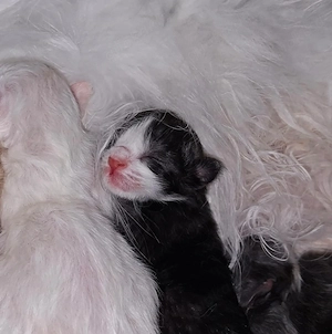 Maine Coons mit XXL Vorfahren suchen liebevolles Zuhause