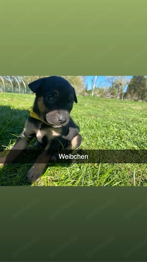 Welpen ab Juni abzugeben 