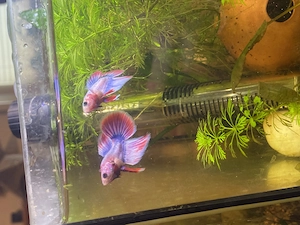 Kampffisch Männchen und Weibchen abzugeben , verschiedene Farben und Flossen formen 