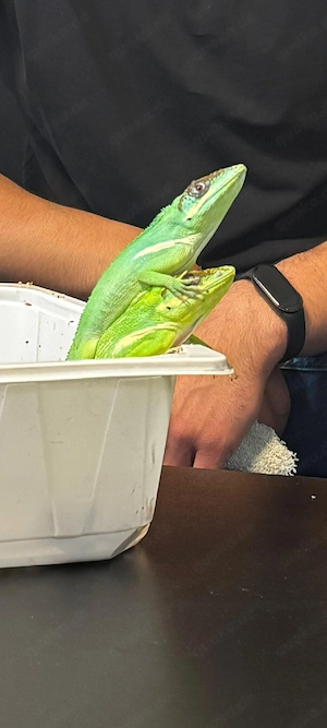 1.1 Anolis Equestris Ritteranolis 