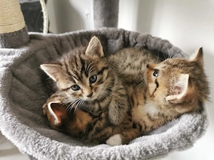 Süße Babykätzchen Bild 3
