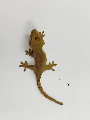 Kronengecko Correlophus ciliatus Dalmatiner 