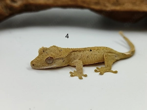 Kronengecko Correlophus ciliatus Dalmatiner 