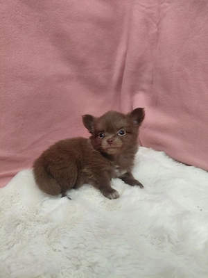 5 chihuahua Welpen  Bild 4