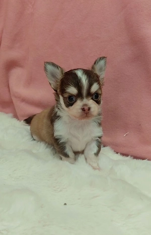Chihuahua Welpen verfügbar 