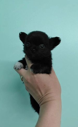 5 chihuahua Welpen  Bild 2