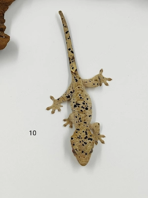 Kronengecko Correlophus ciliatus Super Dalmatiner 