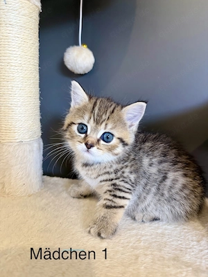 BKH Kitten
