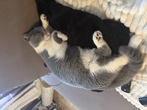 Britisch Kurzhaar Kater 