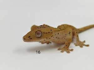 Kronengecko Correlophus ciliatus Dalmatiner