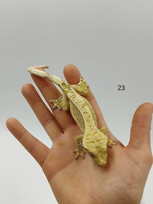 Kronengecko Correlophus ciliatus Dalmatiner Weibchen 