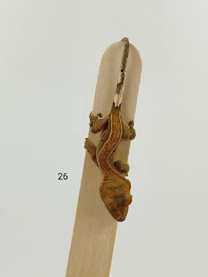 Kronengecko Correlophus ciliatus Dalmatiner
