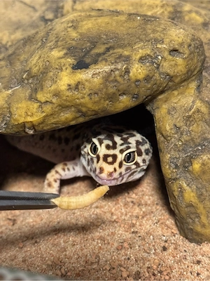 Leopardgecko Männchen inkl. Terrarium & Zubehör