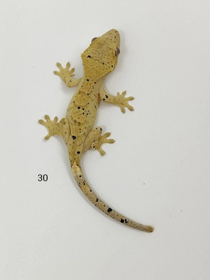 Kronengecko Correlophus ciliatus super Dalmatiner 