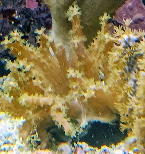 Korallenableger Lederkoralle  Sinularia brassica
