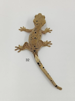 Kronengecko Correlophus ciliatus super Dalmatiner 