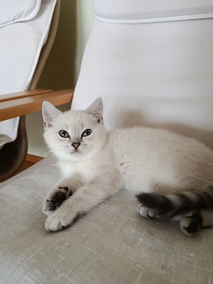 BKH Kitten 