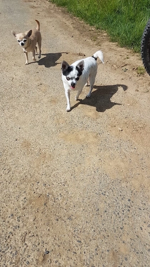 Chihuahua Dame sucht neues zuhause. 
