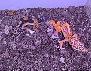 verkauf oder tausch Leopardgeckos NZ 25 verschiedene Farbmorphen