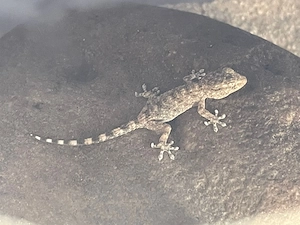Mauergecko 