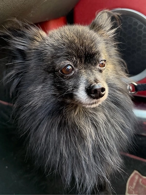 PomChi Rüde