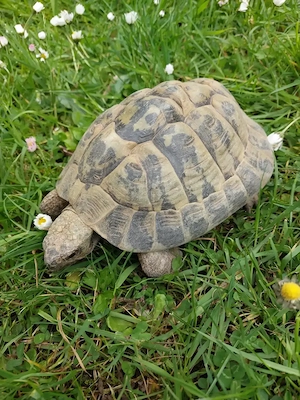 Griechische Landschildkröte, männlich, 27 Jahre alt