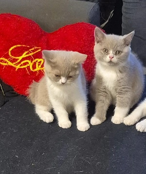 2 süße bkh kitten kater