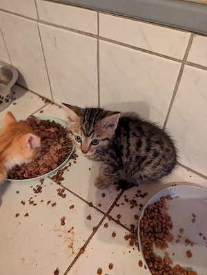 Unsere süßen Katzenbabys suchen neues Zuhause, EKH-MainCoon-Mix