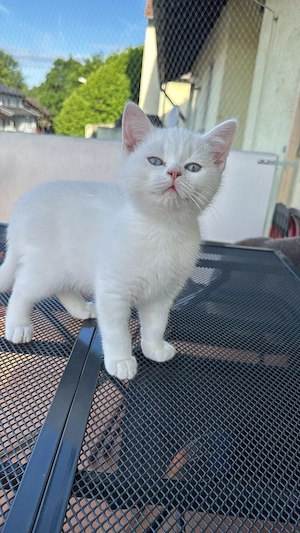 Wunderschöner schneeweißer Kater mit blauen Augen 
